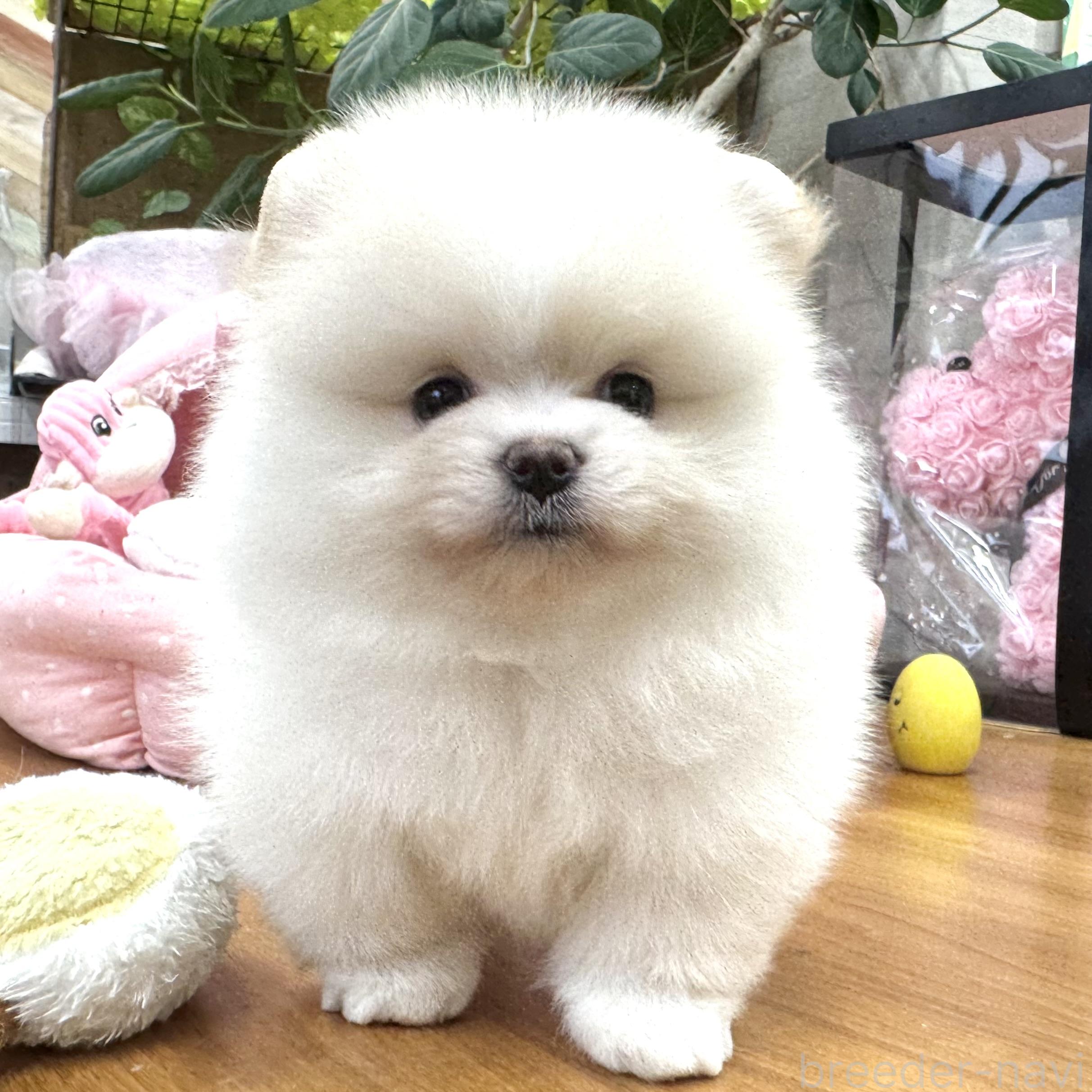販売中の大阪府のポメラニアン-395846の4枚目