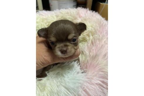 販売中の滋賀県のチワワ(ロングコート)-395852の4枚目