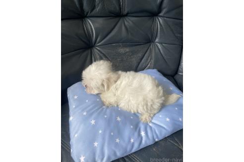 販売中の岡山県のマルチーズ-395870の6枚目