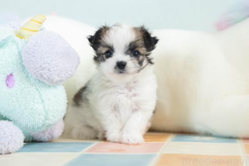 販売中の福岡県のミックス犬-387532の1枚目