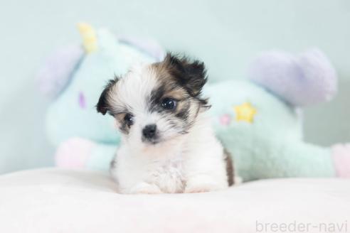 販売中の福岡県のミックス犬-387532の10枚目