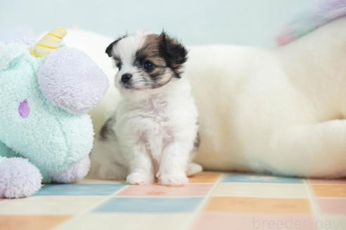 販売中の福岡県のミックス犬-387532の9枚目