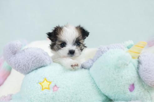 販売中の福岡県のミックス犬-387532の8枚目