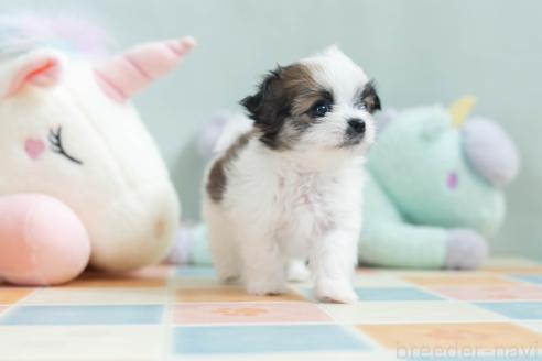 販売中の福岡県のミックス犬-387532の7枚目