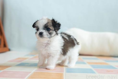 販売中の福岡県のミックス犬-387532の6枚目