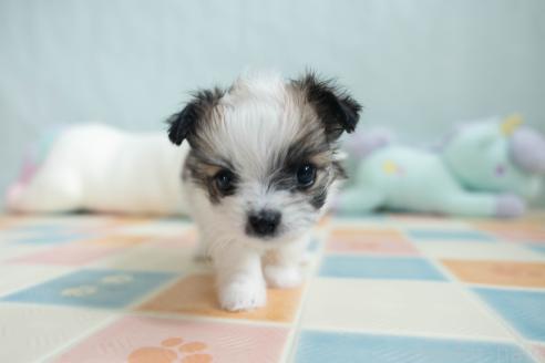 販売中の福岡県のミックス犬-387532の5枚目