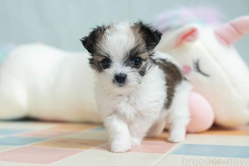 販売中の福岡県のミックス犬-387532の4枚目