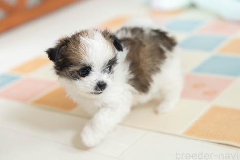 販売中の福岡県のミックス犬-387532の3枚目