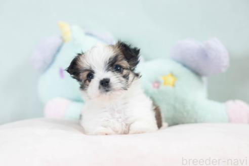 販売中の福岡県のミックス犬-387532の2枚目