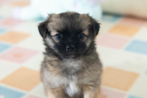 販売中の福岡県のミックス犬-387533の9枚目