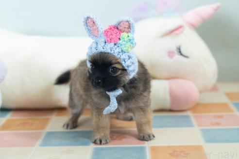 販売中の福岡県のミックス犬-387533の8枚目