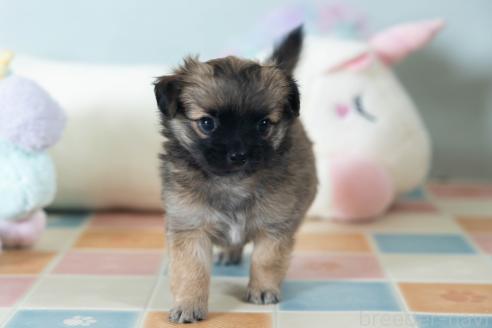 販売中の福岡県のミックス犬-387533の7枚目