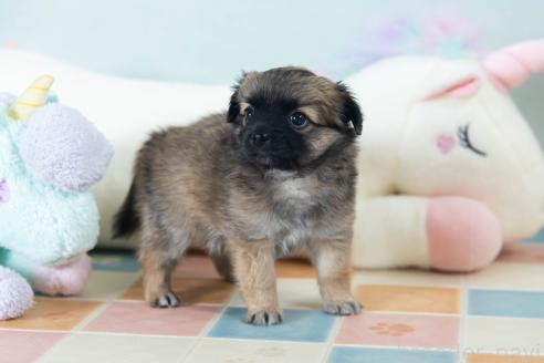 販売中の福岡県のミックス犬-387533の6枚目