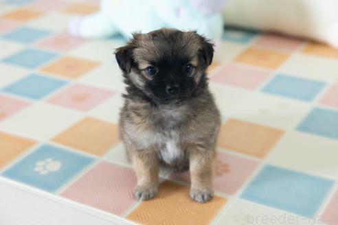 販売中の福岡県のミックス犬-387533の1枚目