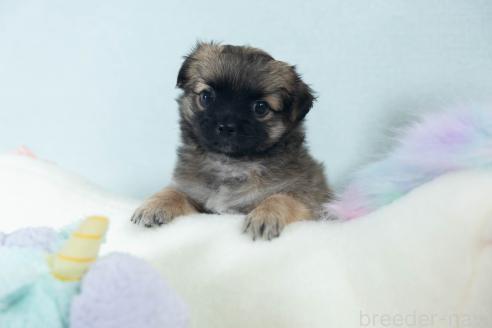 販売中の福岡県のミックス犬-387533の5枚目