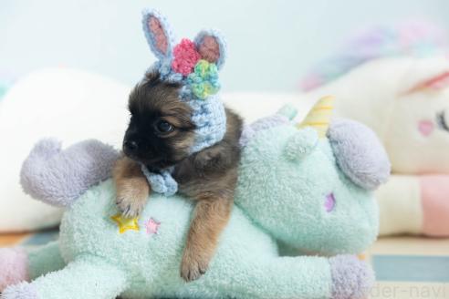 販売中の福岡県のミックス犬-387533の4枚目