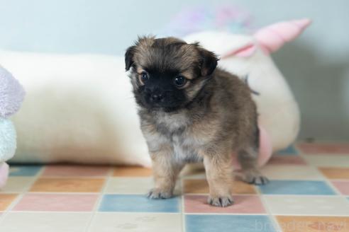 販売中の福岡県のミックス犬-387533の3枚目