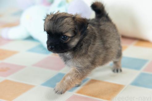 販売中の福岡県のミックス犬-387533の2枚目