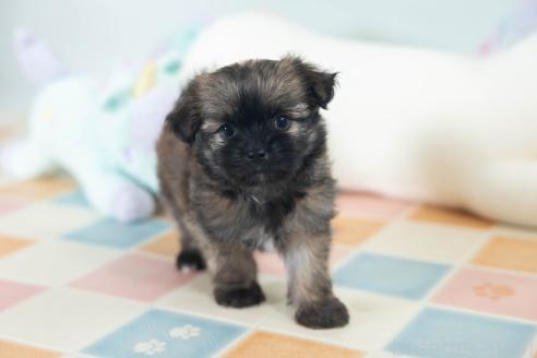 販売中の福岡県のミックス犬-387534の10枚目