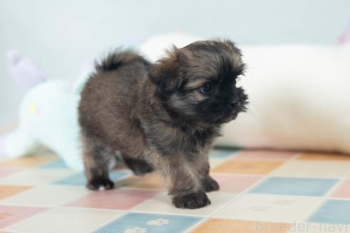 販売中の福岡県のミックス犬-387534の9枚目