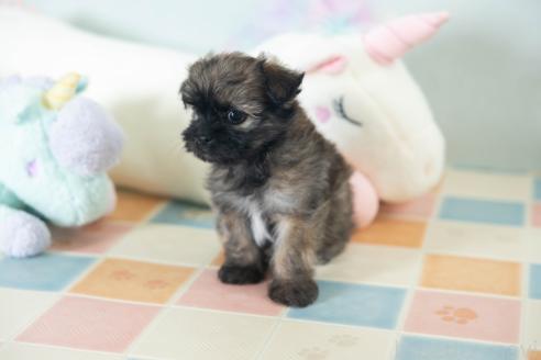 販売中の福岡県のミックス犬-387534の8枚目