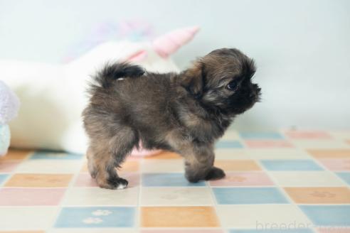 販売中の福岡県のミックス犬-387534の7枚目