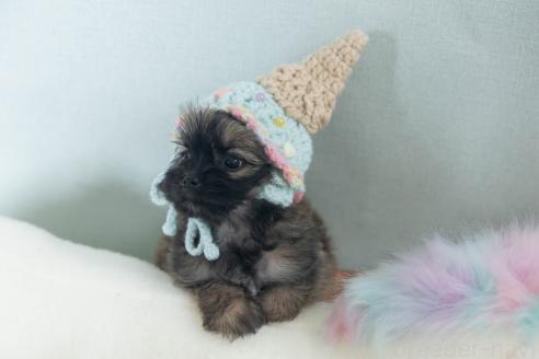 販売中の福岡県のミックス犬-387534の6枚目