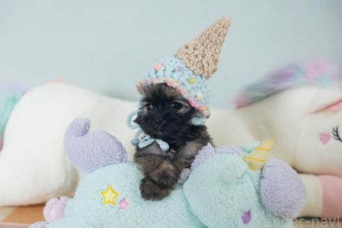 販売中の福岡県のミックス犬-387534の5枚目
