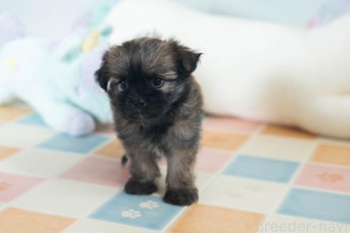販売中の福岡県のミックス犬-387534の4枚目