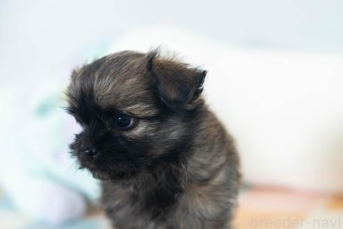 販売中の福岡県のミックス犬-387534の2枚目