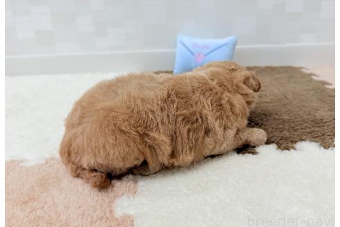 販売中の埼玉県のトイプードル-395880の5枚目