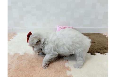 成約済の埼玉県のマルチーズ-394319の5枚目