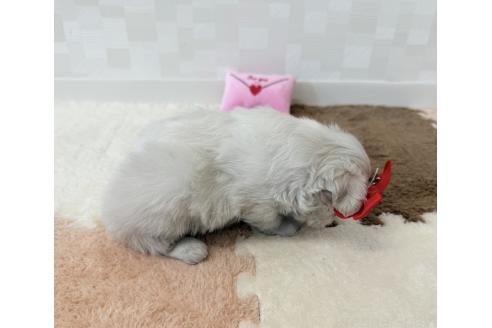 成約済の埼玉県のマルチーズ-394319の3枚目