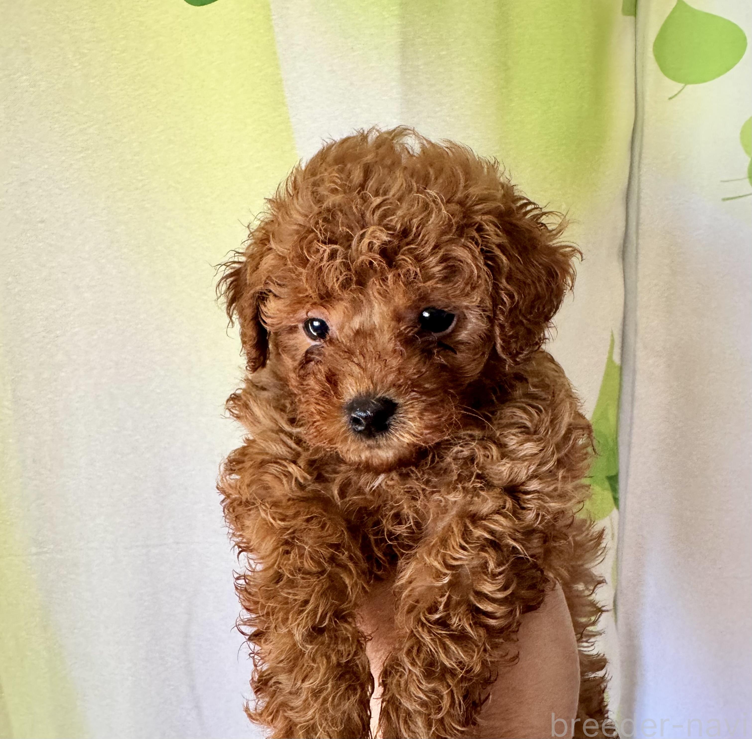 販売中の兵庫県のミックス犬-394541の3枚目