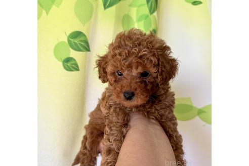 販売中の兵庫県のミックス犬-394535の3枚目