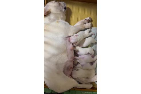 販売中の山口県のフレンチブルドッグ-395915の4枚目