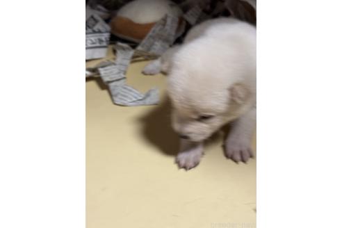 販売中の福岡県の豆柴-395933の5枚目