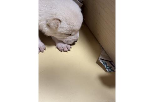 販売中の福岡県の豆柴-395933の2枚目