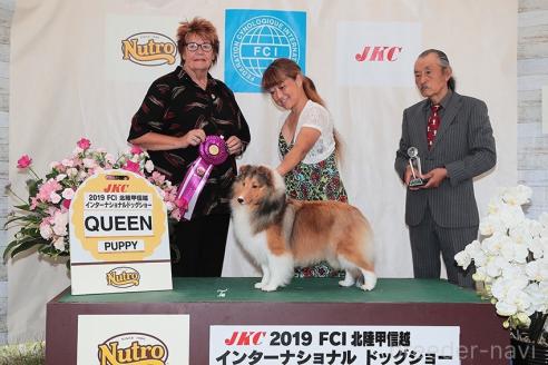 商談中の大阪府のシェットランドシープドッグ(シェルティ)-395931の3枚目