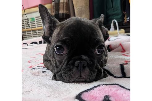 販売中の愛媛県のフレンチブルドッグ-387323