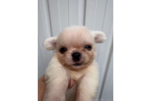 販売中の静岡県のミックス犬-395939の5枚目