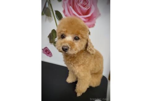 販売中の岩手県のタイニープードル-395940の4枚目
