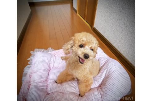 販売中の岩手県のタイニープードル-395940の3枚目