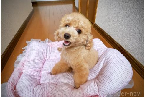 販売中の岩手県のタイニープードル-395940の2枚目