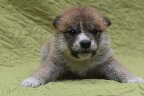 販売中の熊本県の柴犬-395942