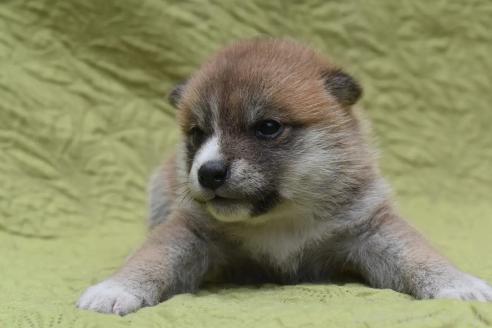 販売中の熊本県の柴犬-395942の4枚目