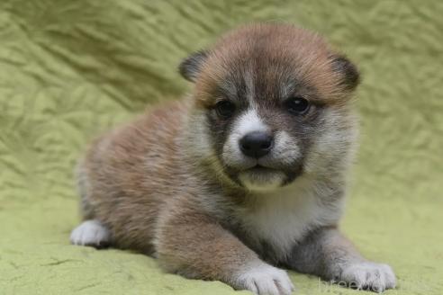 販売中の熊本県の柴犬-395942の3枚目