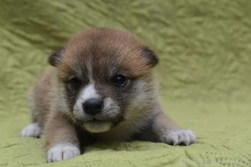 販売中の熊本県の柴犬-395942の2枚目