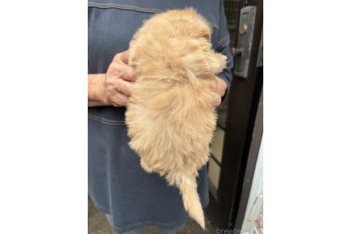 販売中の静岡県のマルプー:マルチーズ×トイプードル-395953の5枚目