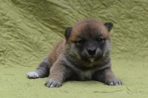 販売中の熊本県の柴犬-395951の1枚目